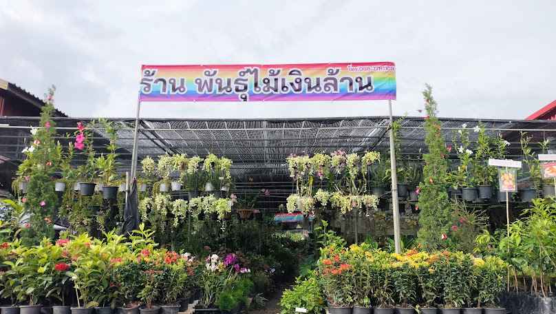 ร้านพันธุ์ไม้เงินล้าน