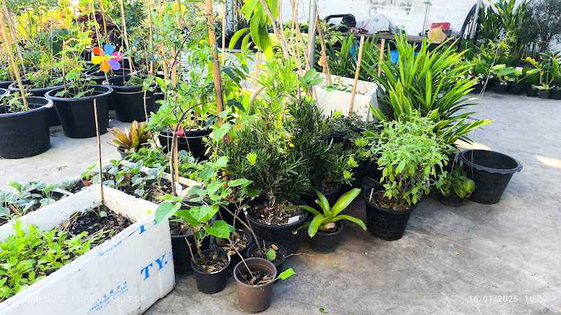 ร้านลุงชัยขายต้นไม้ ต้นไม้แต่งบ้าน แต่งสวน ต้องแวะ @เมืองใหม่ปาร์คชลบุรี