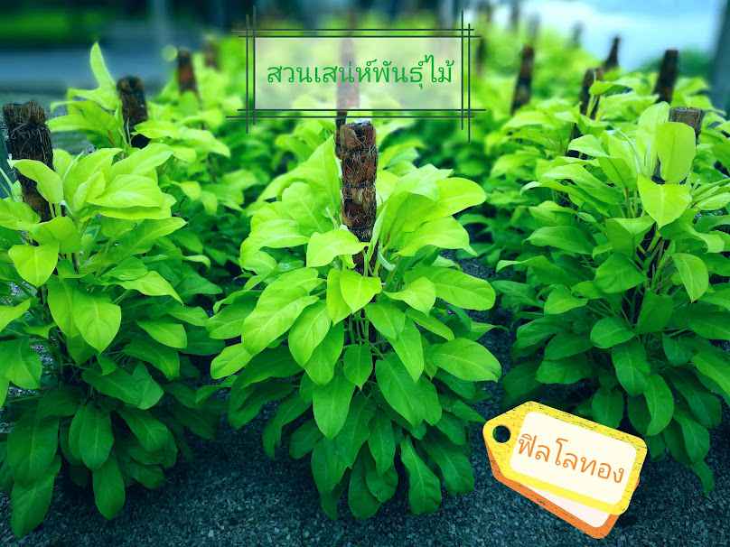 ร้านลุงนวยพันธุ์ไม้ - 4