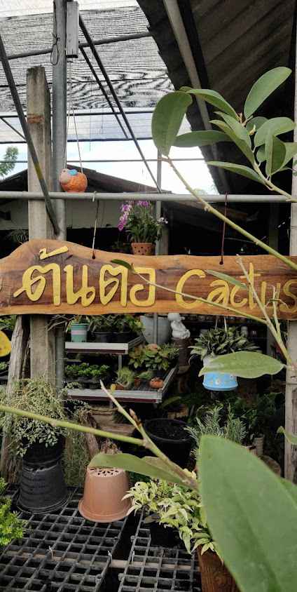 ร้านลูกน้ำ พันธุ์ไม้(ตลาดบายพาสบ้านไร่)