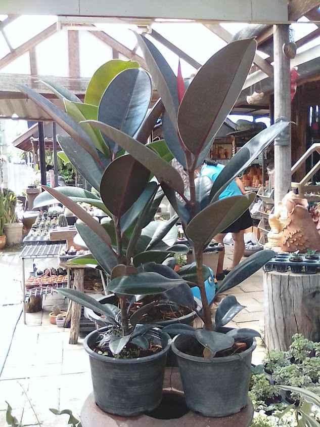 ร้านลูกน้ำ พันธุ์ไม้(ตลาดบายพาสบ้านไร่) - 3