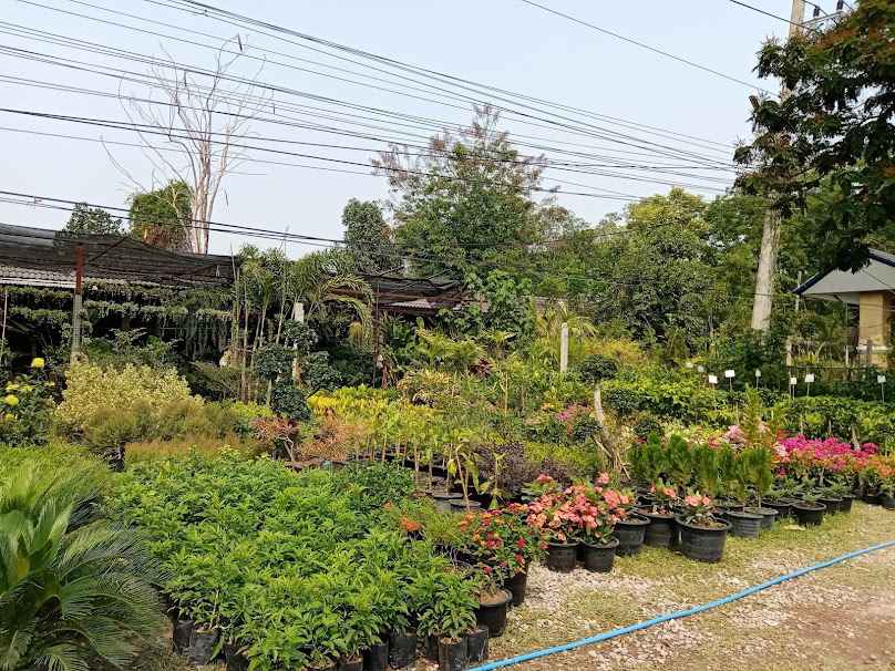 ร้านวิจิตราภรณ์พันธุ์ไม้
