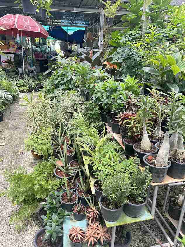 ร้านสมบัติพันธุ์ไม้รุ่งเรือง - 3