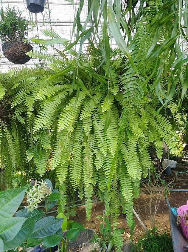 ร้านสวนนายหล้า ขายพันธุ์ไม้​ทุกชนิด​ (Suannayla ​tree shop)​
