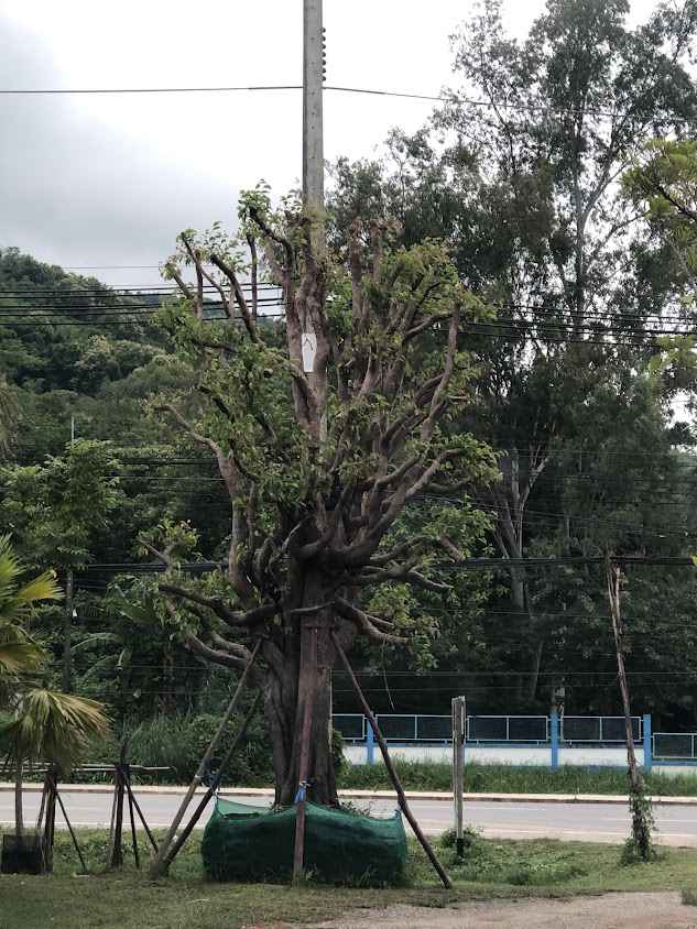 ร้านสวนนายหล้า ขายพันธุ์ไม้​ทุกชนิด​ (Suannayla ​tree shop)​ - 2