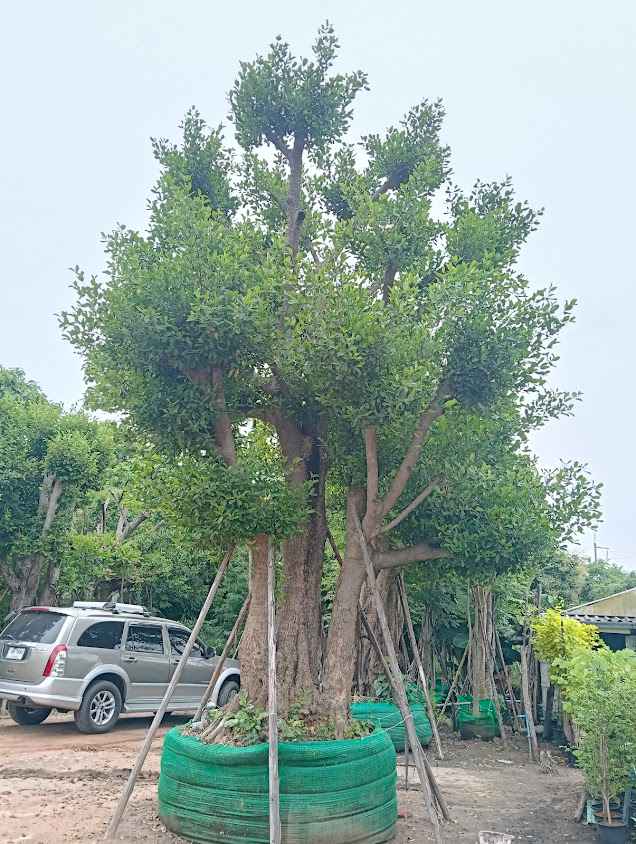 ร้านสวนนุชนารถ - 3