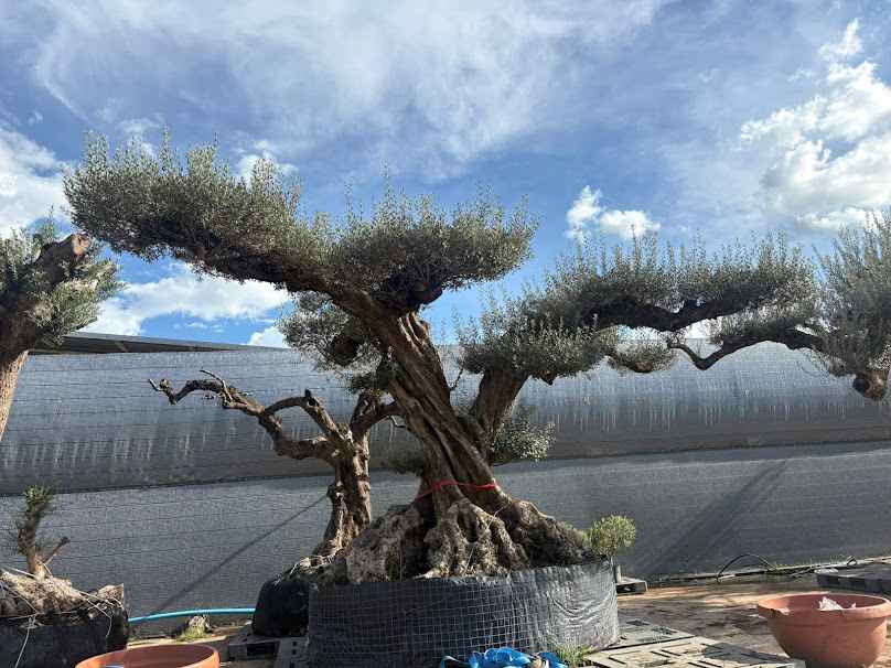 ร้านสวนบุญเลิศหนองคายขายไม้ขุดล้อมและจัดสวน