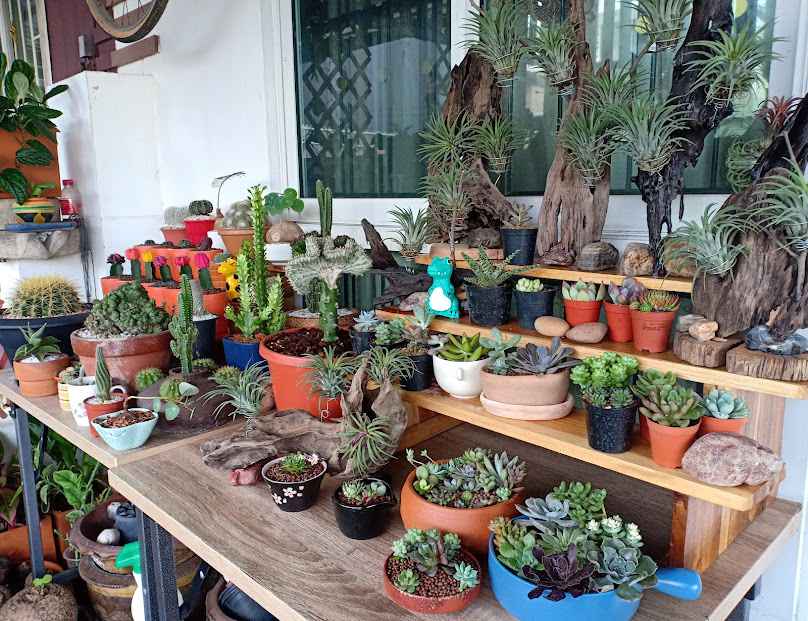 ร้านสวนสน - 4