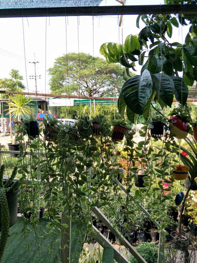 ร้านสวนเกษตรน่าน - 3