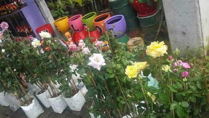 ร้านสวนเก๋พันธุ์ไม้ - 3