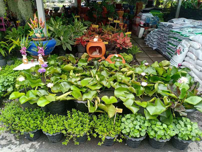ร้านสวนไม้ออมทรัพย์ - 4
