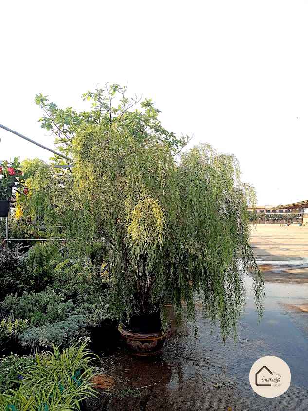 ร้านสวนไม้ไทย บ้านโป่ง ราชบุรี - 3