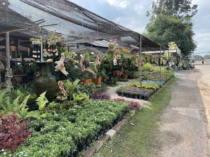 ร้านสุธีพันธุ์ไม้ - 4