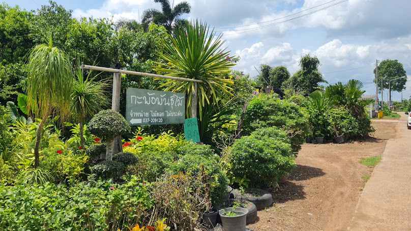 ร้านสุภาวีร์ ไม้ดอกไม้ประดับ - 4