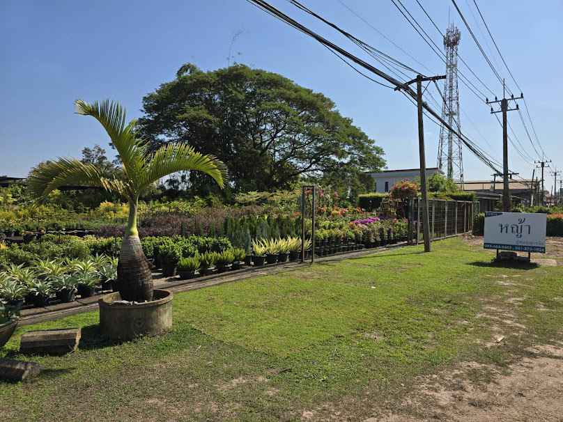 ร้านหนองคายการ์เด้นท์ - 3