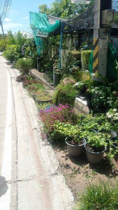 ร้านหนูนาการ์เด้นขายต้นไม้ - 3