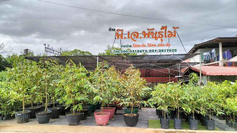 ร้านอารีย์รัตน์รวมพันธุ์ไม้