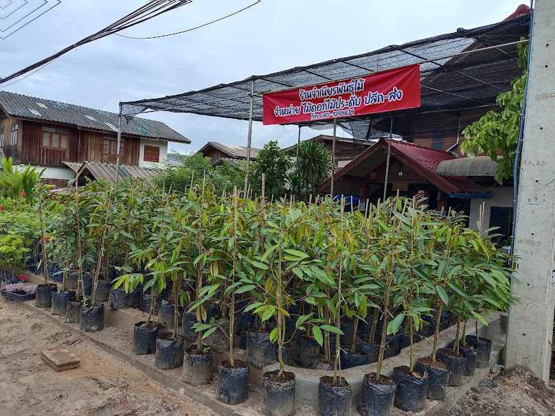 ร้านอารีย์รัตน์รวมพันธุ์ไม้ - 2