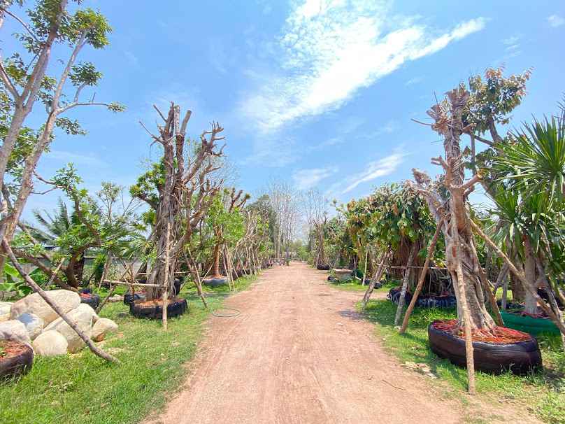 ร้านอารีย์รัตน์รวมพันธุ์ไม้ - 4