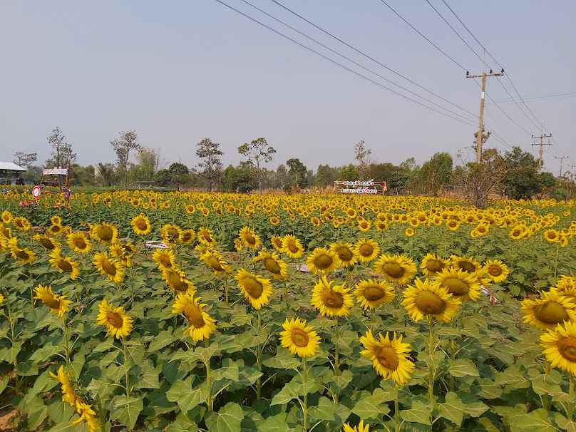 ร้านอุทัยพันธุ์ไม้ - 3