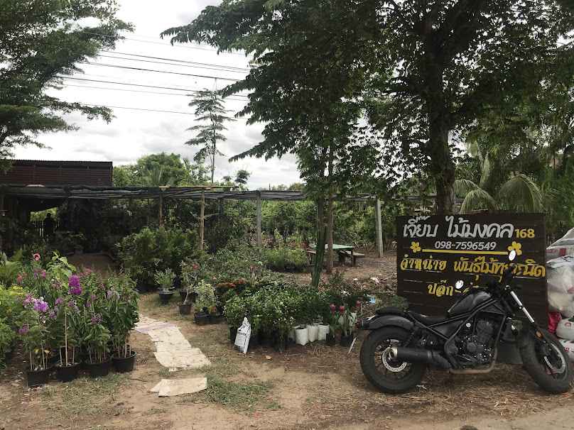 ร้านเจี๊ยบไม้มงคล168