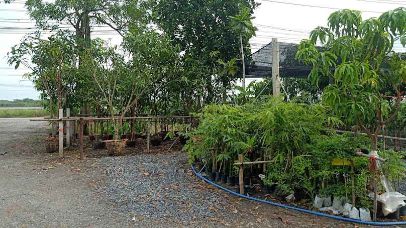 ร้านเเม่สำลี พันธุ์ไม้ - 2