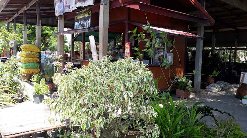 ร้านเเม่สำลี พันธุ์ไม้ - 4