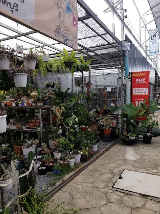 ร้านแคคตัสหลงสวน - 2