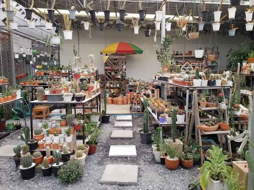 ร้านแคคตัสหลงสวน - 4