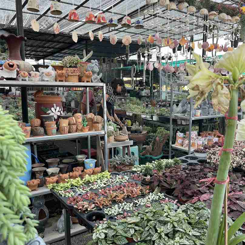 ร้านแคคตัสโคราชราคาส่ง ตลาดต้นไม้ฟ้าใส - 2