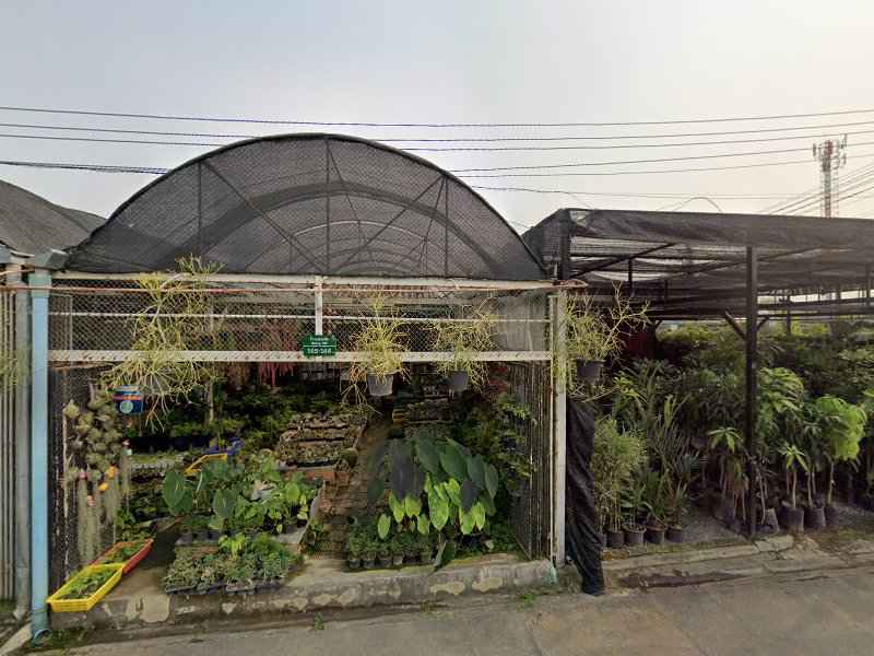 ร้านแต่งแต้ม ตันไม้จัดสวนถาด - 4