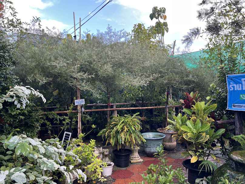 ร้านโคราช การ์เด้น