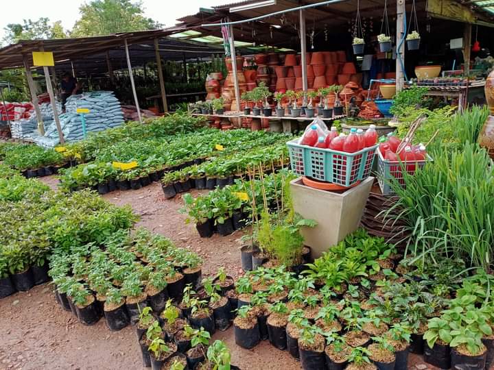 ร้านใจอารีย์พันธ์ุไม้ ข้างโรงพยาบาลอ่างทองเวชการ2-หมอประเจิด