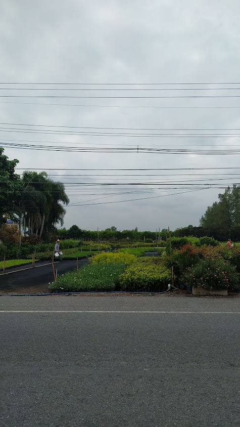ร้านไผ่เงินคลอง15สาขา2ต้นไม้สวยมากๆๆ