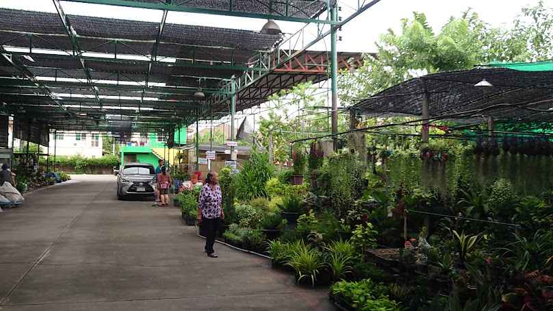 ร้านไม้มงคลปลูกแล้วดี - 2