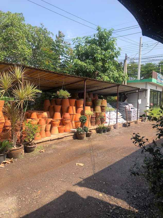 ร้าน ต้นไม้กานต์ หนองจอก - 4