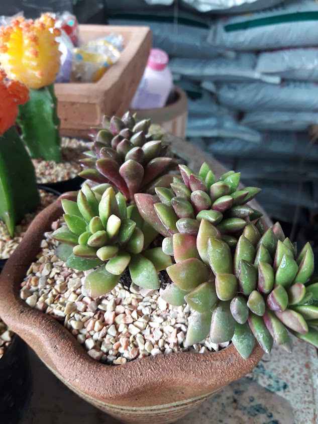 ร้าน ต้นไม้บอนไซ - 2