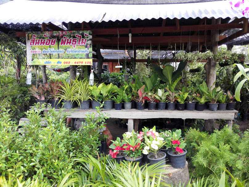 ร้าน ปายปาย พันธุ์ไม้ - 4