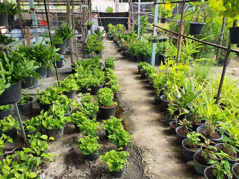 ร้าน วันเพ็ญพันธุ์ไม้ - 3