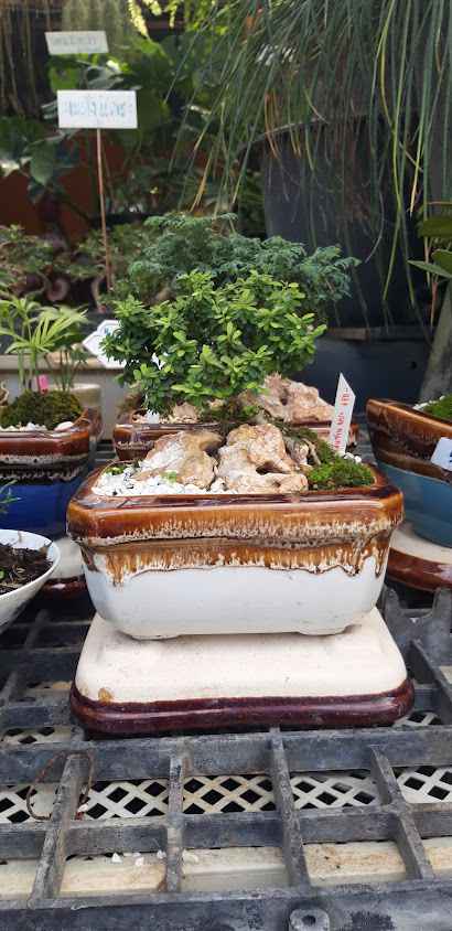 ร้าน สวนสมบัติ(หนุ่ม-ปอ)be happyplants shop - 3