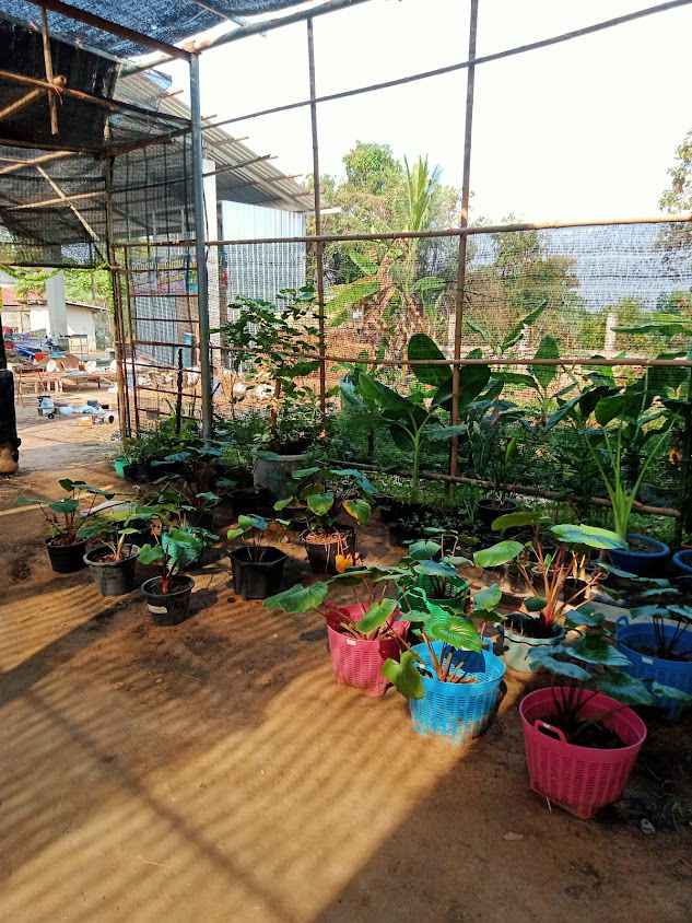 ร้าน อีสานสบาย ไม้ประดับ & cafe