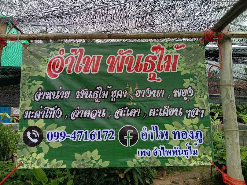 ร้าน อีสานสบาย ไม้ประดับ & cafe - 4