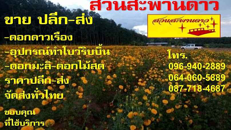 ร้ายขายต้นไม้ประดับ ไม้จัดสวน ไม้ขุดล้อม - 4