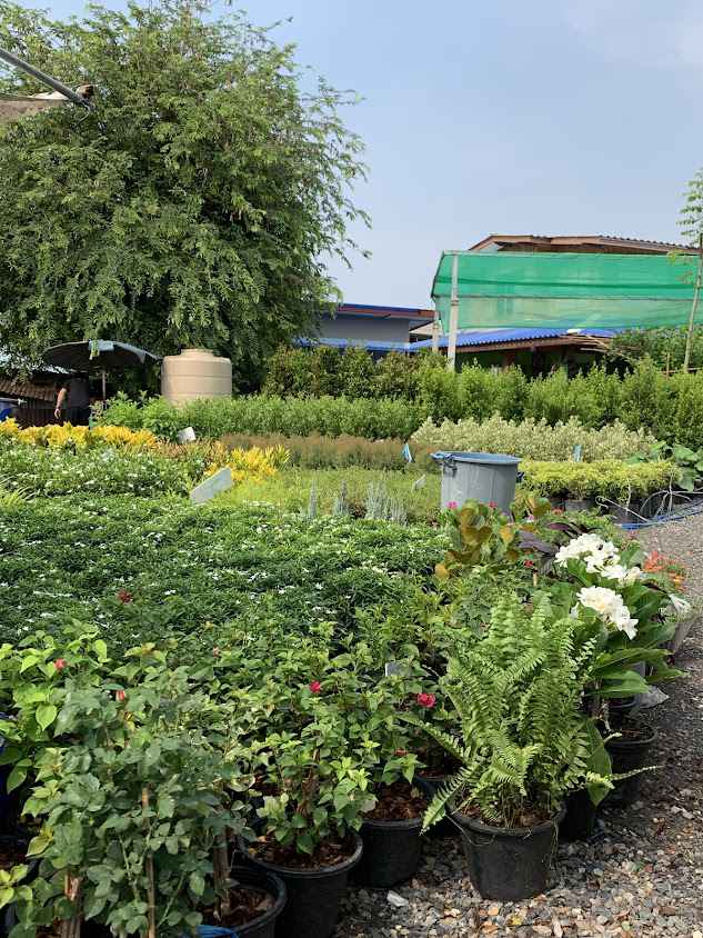 ลพบุรีพันธุ์ไม้ - 3
