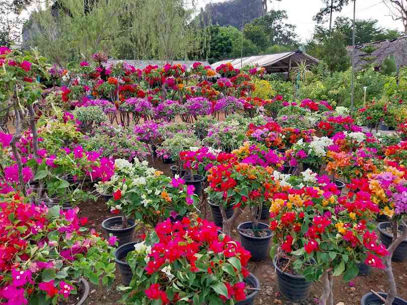 ลุงมนต์พันธุ์ไม้ Exciting Krabi Forest
