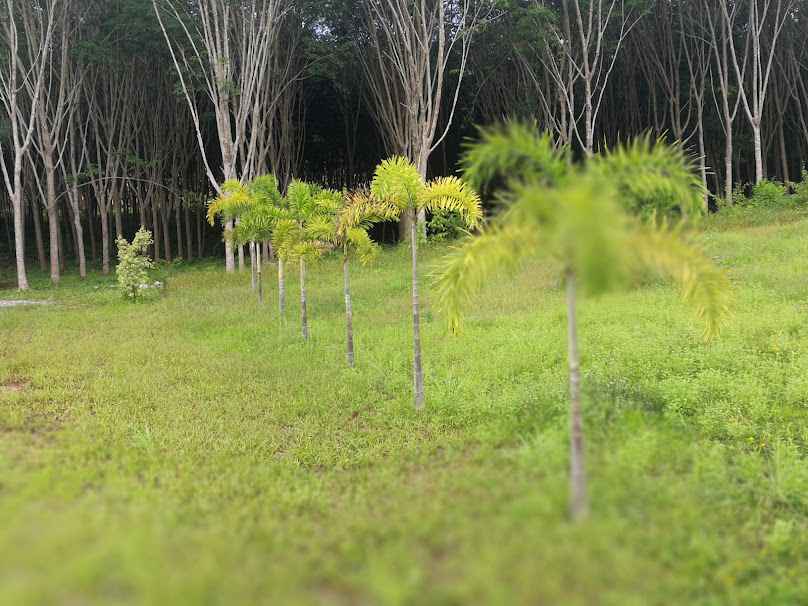 ลุงมนต์พันธุ์ไม้ Exciting Krabi Forest - 2