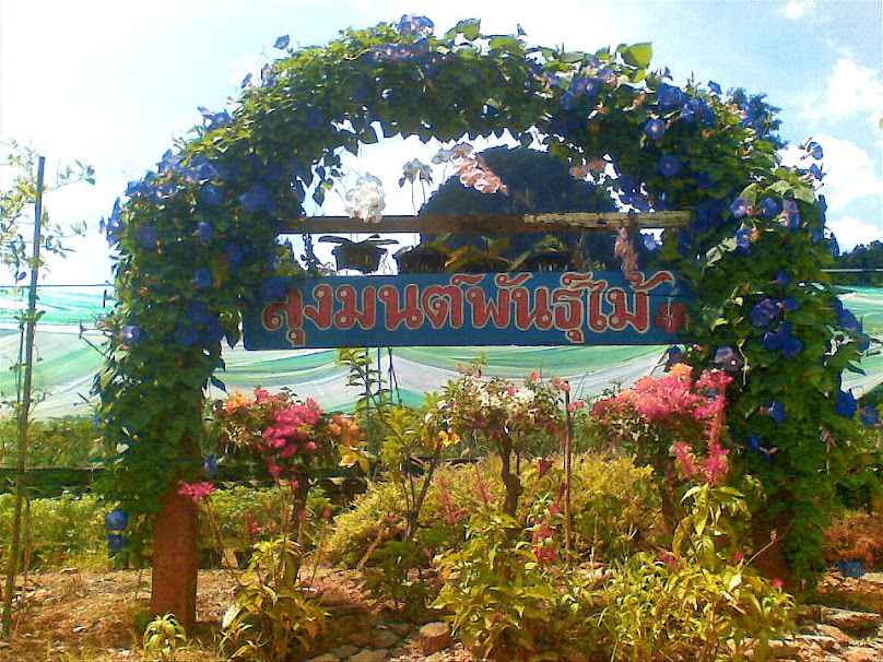ลุงมนต์พันธุ์ไม้ Exciting Krabi Forest - 3
