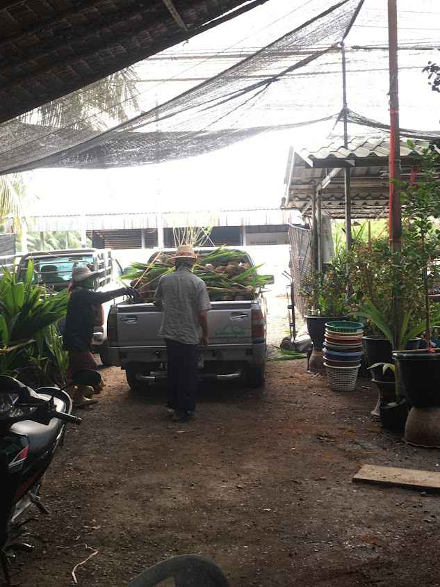 วันดีพันธุ์ไม้ - 2