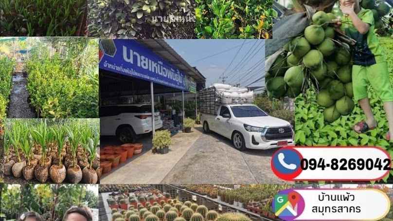 วันดีพันธุ์ไม้ - 4