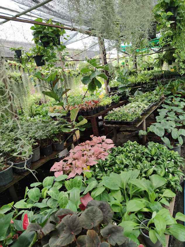 ศศิพรพันธุ์ไม้-จ.อุดรธานี - 4